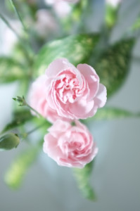 カーネーション carnation