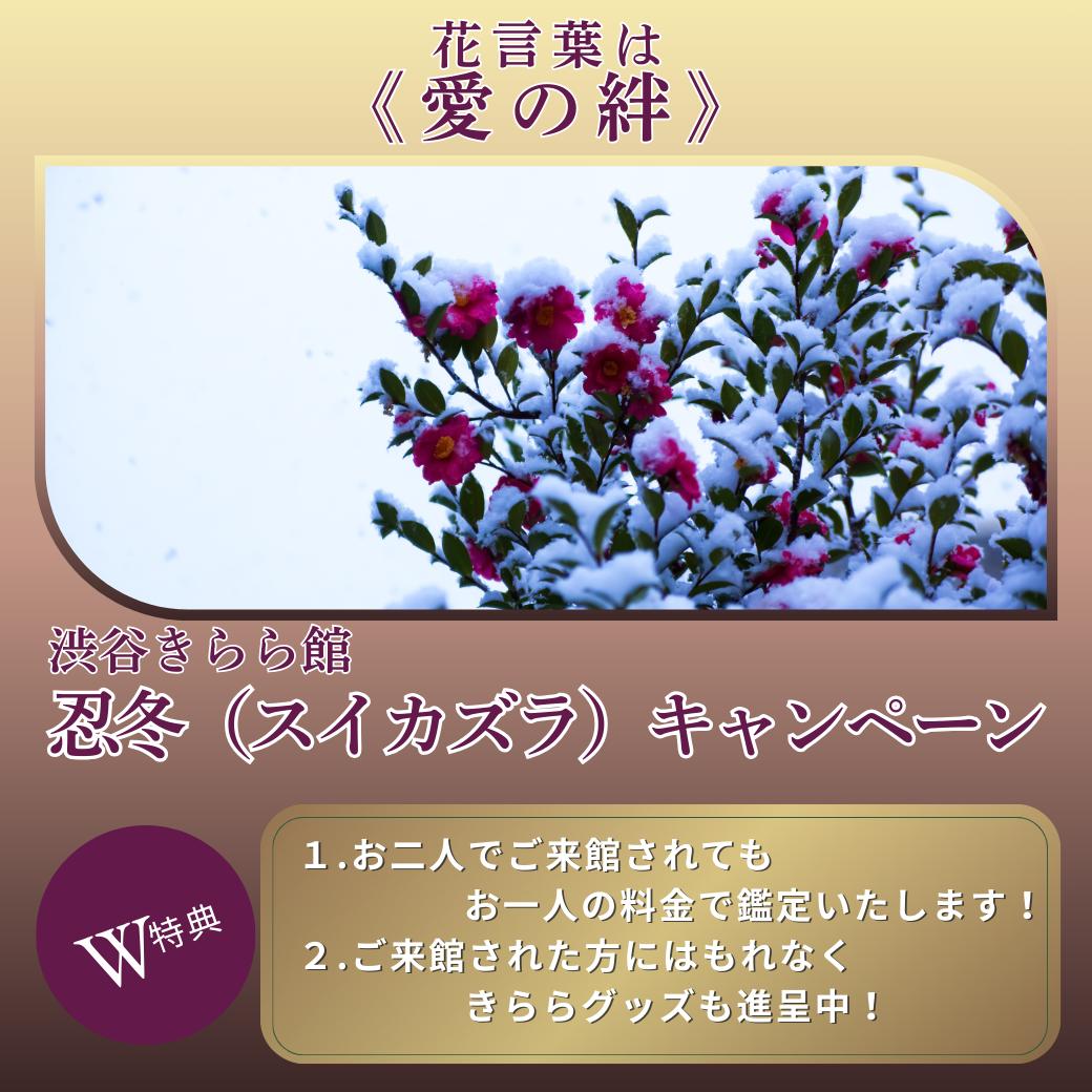 忍冬（スイカズラ）キャンペーン