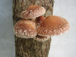 fungus-448501_1280 (1)